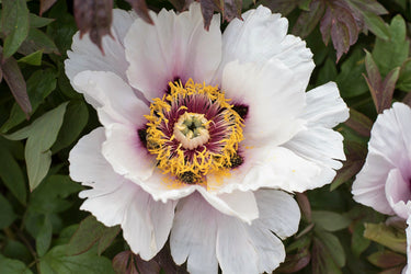 10 TREE PEONY Mountain Paeony Paeonia Suffruticosa Arborea Mixed Colors Red Pink White Purple Yellow Bicolor Flower Shrub Seeds